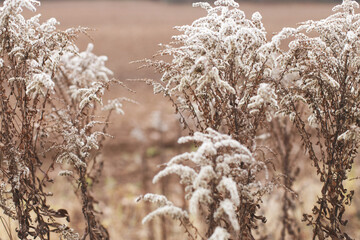 Dry soft flowers in the field on beige background.
