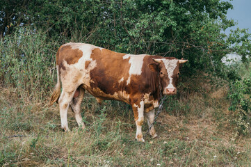 bull grazes spotted brownish white