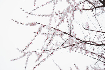 Ethereal Cherry Blossoms: Serene Beauty in Delicate White Sky