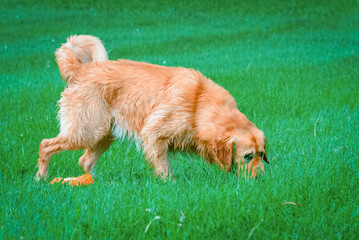 Golden labrador retriever dog sniffing the grass. Golden retriever sniffs green grass on a walk.Young Golden Retriever sniffs green grass in the summer.