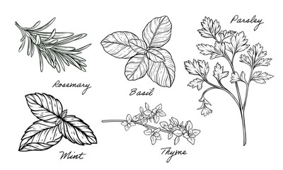 Herbs set of mint, rosemary, basil, thyme, parsley vector hand drawn line art illustration - obrazy, fototapety, plakaty