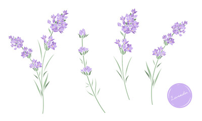 Set of lavender flowers hand drawn vector line art illustration