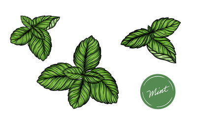 Mint herb color illustration set of leaves hand drawn vector art