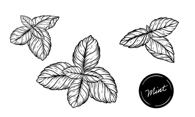 Mint herb illustration set of leaves hand drawn vector line art
