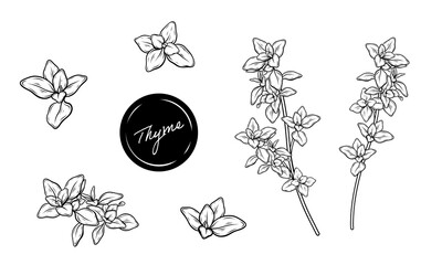 Thyme herb illustration set of leaves branches hand drawn vector line art - obrazy, fototapety, plakaty