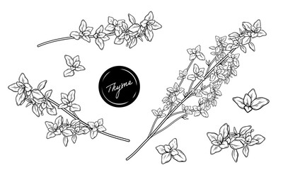 Thyme herb color illustration set of leaves branches hand drawn vector line art