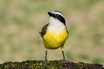 Fototapeta premium Great Kiskadee, Pitangus sulphuratus, Calden forest, La Pampa, Argentina