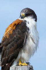 Female Variable Hawk,  Geranoaetus polyosoma , Rio Negro Province, Patagonia, Argentina.