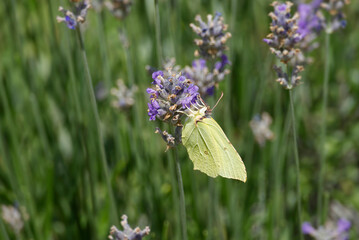 Common brimstone butterfly (Gonepteryx rhamni) sitting on lavender in Zurich, Switzerland