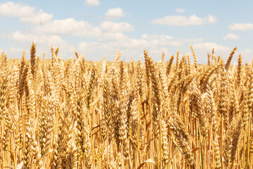 the weat field against a blue sky