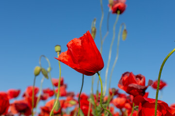 Beautiful red poppy flowers against the sky