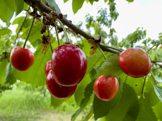Not fully ripe May cherries on a branch