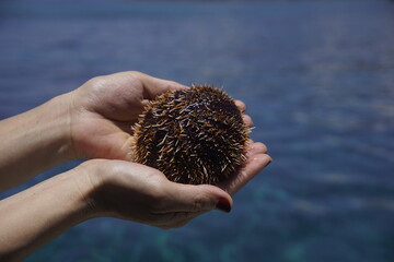 Cropped hand holding an alive sea urchin in the background if blue turquoise ocean