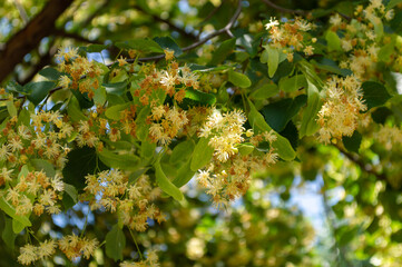 The flowers of the linden tree are ready to be harvested