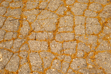 Cracks in the asphalt on which the flowers of the trees fell;