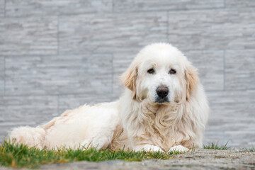 Senior beautiful white dog lying in the grass. The Kuvasz dog has very good herding abilities