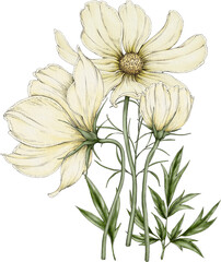 bouquet of cosmos flowers