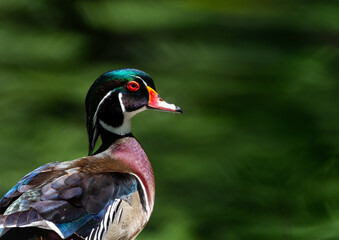 Beautiful Wood Duck, Aix sponsa, in sunlight with green water in background.