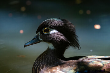 Close up of a Wood Duck, Aix sponsa, swimming in shadows with bokeh background.
