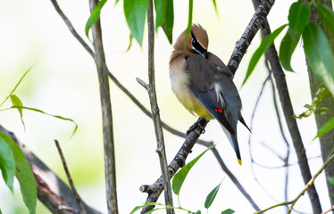 The Cedar Waxwing bird perched in a bush cleaning its feathers.