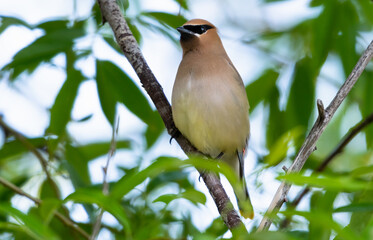 Cedar Waxwing, Bombycilla cedrorum, perching in a tree the Wood River bird refuge in Klamath Falls, Oregon