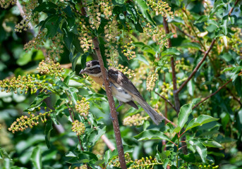 Black-headed Grosbeak, Pheucticus melanocephalus, foraging for berries in a lush tree