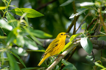 Yellow Warbler, Setophaga petechia, perched in a shaded tree on a branch