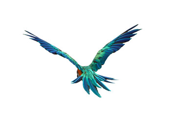 Colorful feathers on the back of macaw parrot isolated on transparent background png file