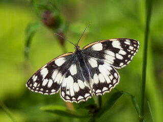 Fototapeta na wymiar Marbled White Butterfly. Wings Open.