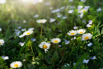 Backlit by sunlight daisy stalks closeup © Mikhailov Studio