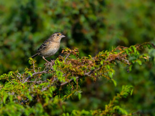 Grasshopper Sparrow on green juniper shrub against green background