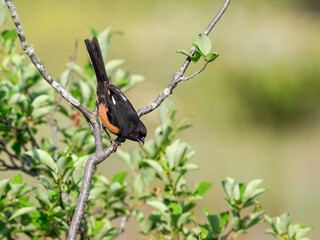 Male Eastern Towhee on tree branch against green background