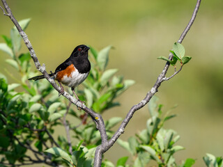 Male Eastern Towhee on tree branch against green background