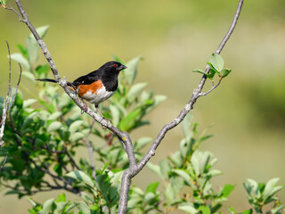 Male Eastern Towhee on tree branch against green background