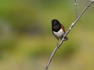 Male Eastern Towhee on tree branch against green background