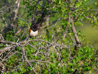 Male Eastern Towhee on tree branch against green background