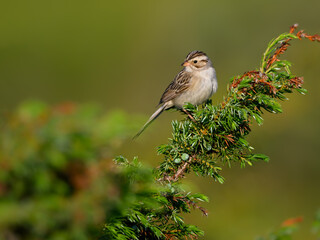 Clay-colored sparrow perched on common juniper in early morning  