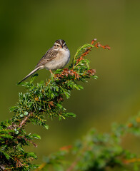 Clay-colored sparrow perched on common juniper in early morning  