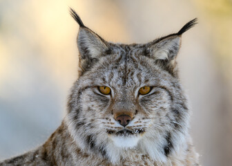 Nordic Lynx