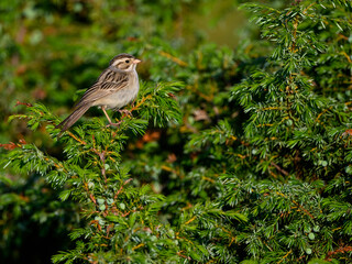 Clay-colored sparrow perched on common juniper in early morning  