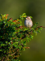 Clay-colored sparrow perched on common juniper in early morning  