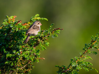Clay-colored sparrow perched on common juniper in early morning  