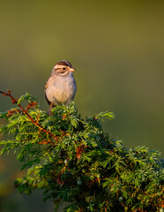 Clay-colored sparrow perched on common juniper in early morning  