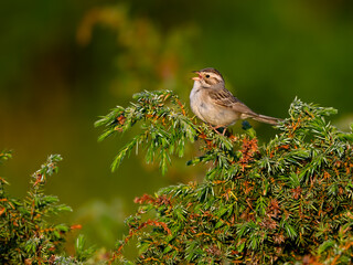 Clay-colored sparrow perched on common juniper in early morning on yellow green background