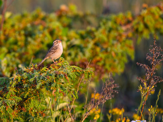 Clay-colored sparrow perched on common juniper in early morning  