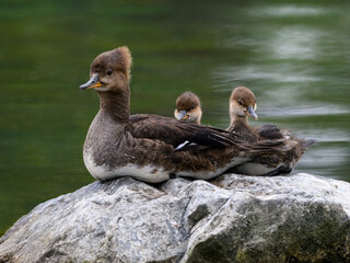 Female Hooded Merganser with two ducklings resting on rock