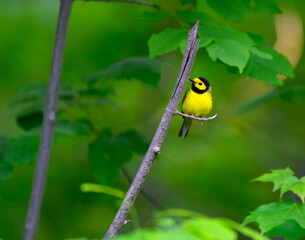 Hooded Warbler on tree branch against green background