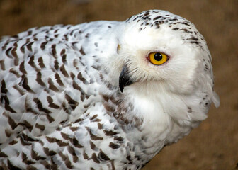 Majestic Snowy Owl (Bubo scandiacus)