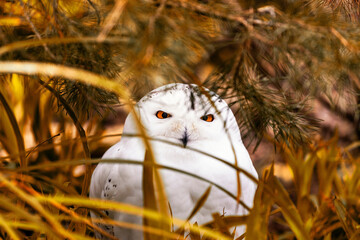 Majestic Snowy Owl (Bubo scandiacus)