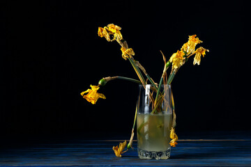 Withered (faded) flowers of daffodils in glass on black background